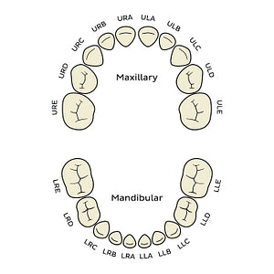 Alphanumeric Notation (deciduous teeth) (English)