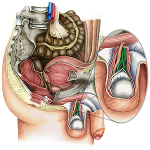 Pampiniform plexus (#12155)
