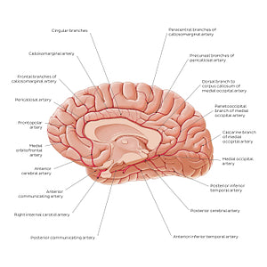 Arteries of the brain - Medial view (English)