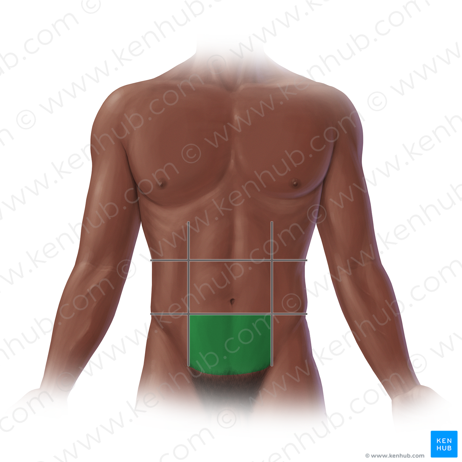 hypogastric-region-20707-kenhub-image-license-store