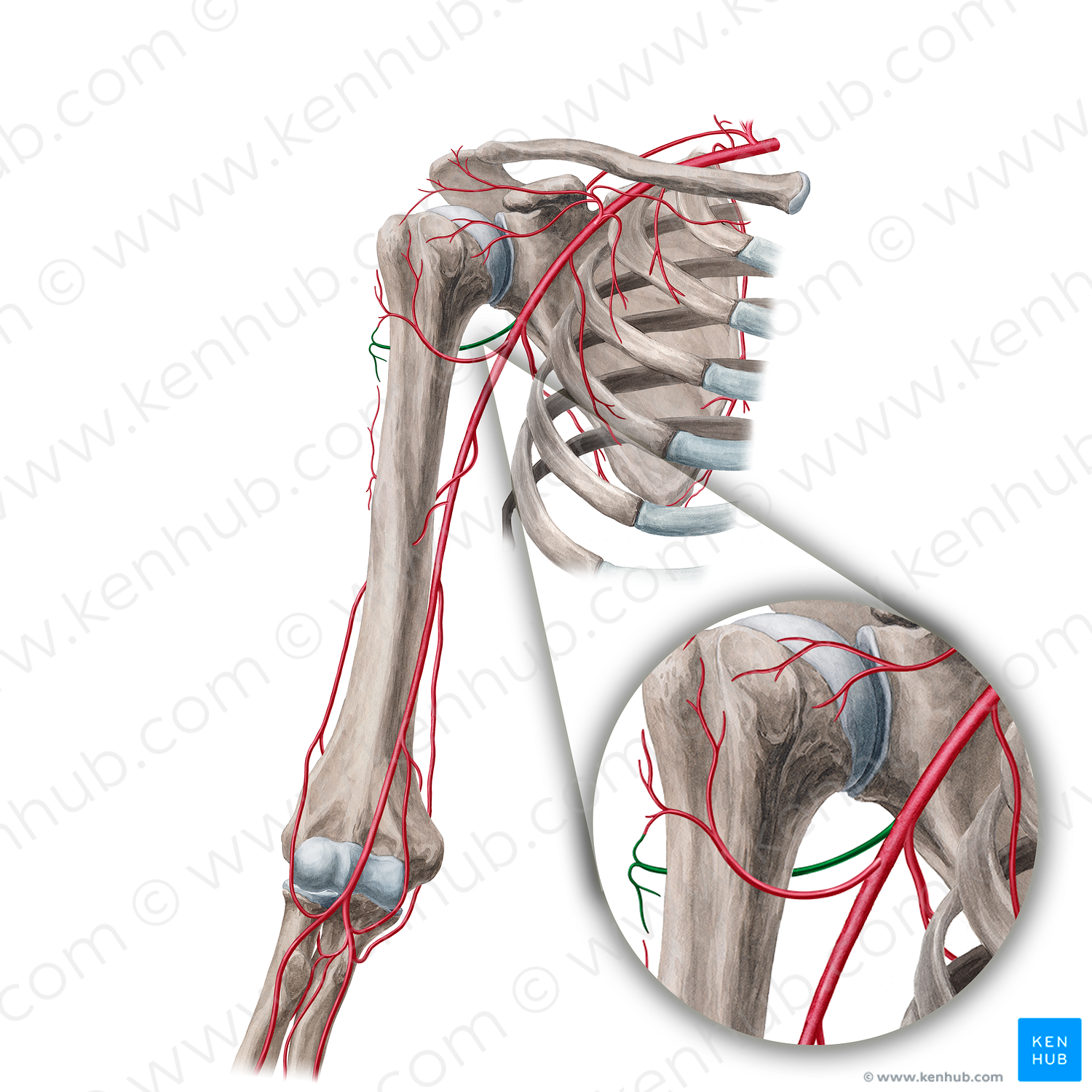 Posterior circumflex humeral artery (1039) Kenhub Image License Store