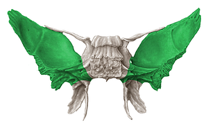 Greater wing of sphenoid bone (#608)