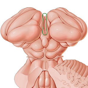 Tenia thalami (#9411)