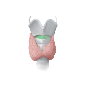 Cricothyroid ligament (#15309)