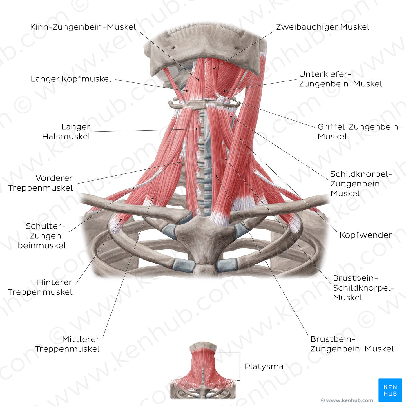 Muscles of the anterior neck (German) Kenhub Image License Store