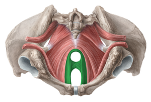 Puborectalis muscle (#5802)