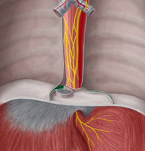 Phrenicomediastinal recess (#8850)