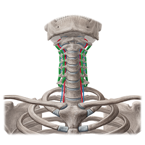 Intertransversarii colli muscles (#5143)