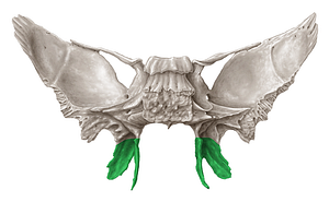 Pterygoid process of sphenoid bone (#8247)