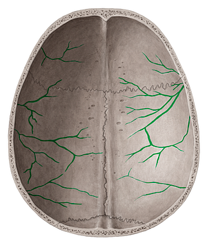 Arterial grooves (#9216)