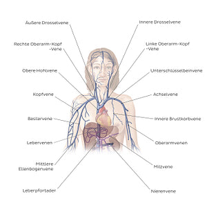 Cardiovascular system: Veins of the upper part of the body (German)