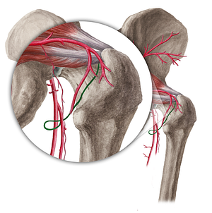 Medial circumflex femoral artery (#1033)