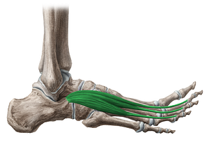 Extensor digitorum brevis muscle (#5328)
