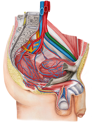 Left external iliac artery (#1406)