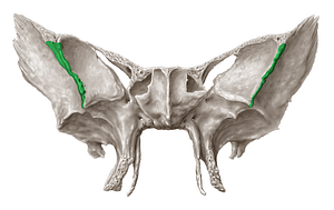 Zygomatic margin of greater wing of sphenoid bone (#4963)