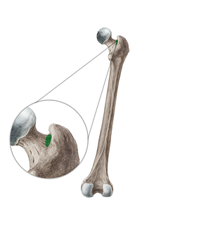 Trochanteric fossa of femur (#19964)