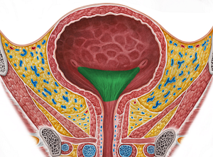 Trigone of urinary bladder (#9565)