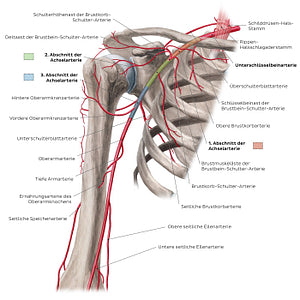 Arteries of the arm and the shoulder - Anterior view (German)