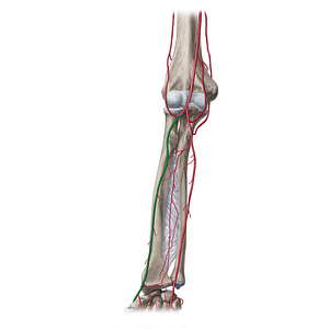 Radial artery (#1704)