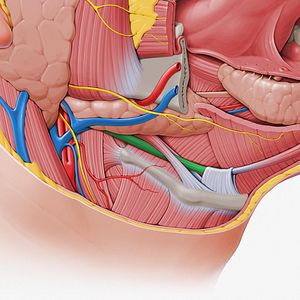 Posterior belly of digastric muscle (#393)