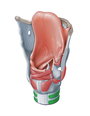 Tracheal cartilages (#18350)