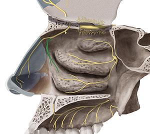 Lateral nasal branches of anterior ethmoidal nerve (#8754)