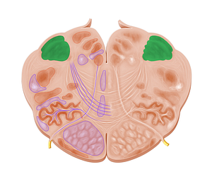 Cuneate nucleus (#7183)