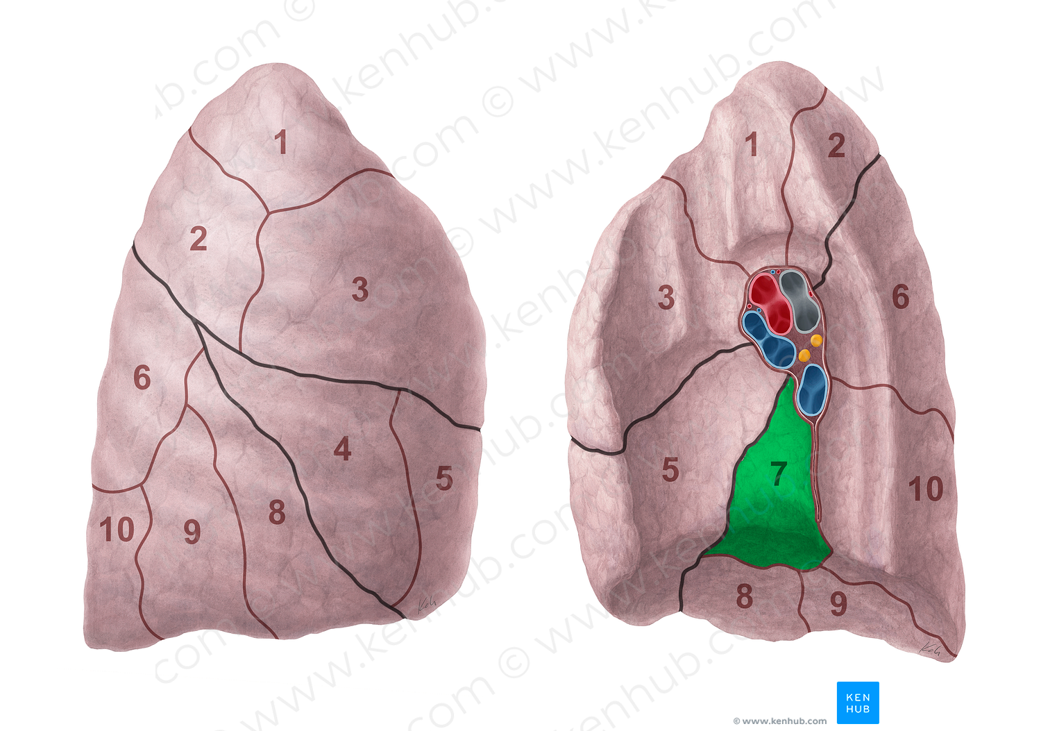 Medial Basal Segment Of Right Lung 20694 Kenhub Image License Store 7056