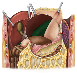 Right kidney (#8901)