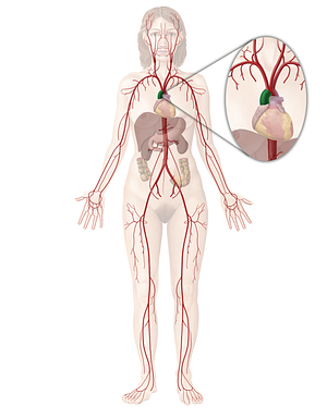 Ascending aorta (#717)