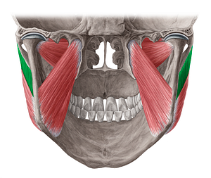 Deep part of masseter muscle (#7761)