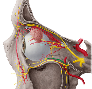 Zygomatic nerve (#6918)