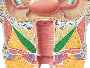 Levator ani muscle (#5535)