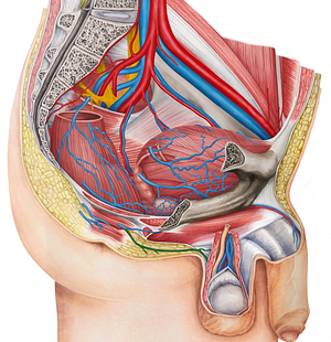 Posterior scrotal vein (#10574)