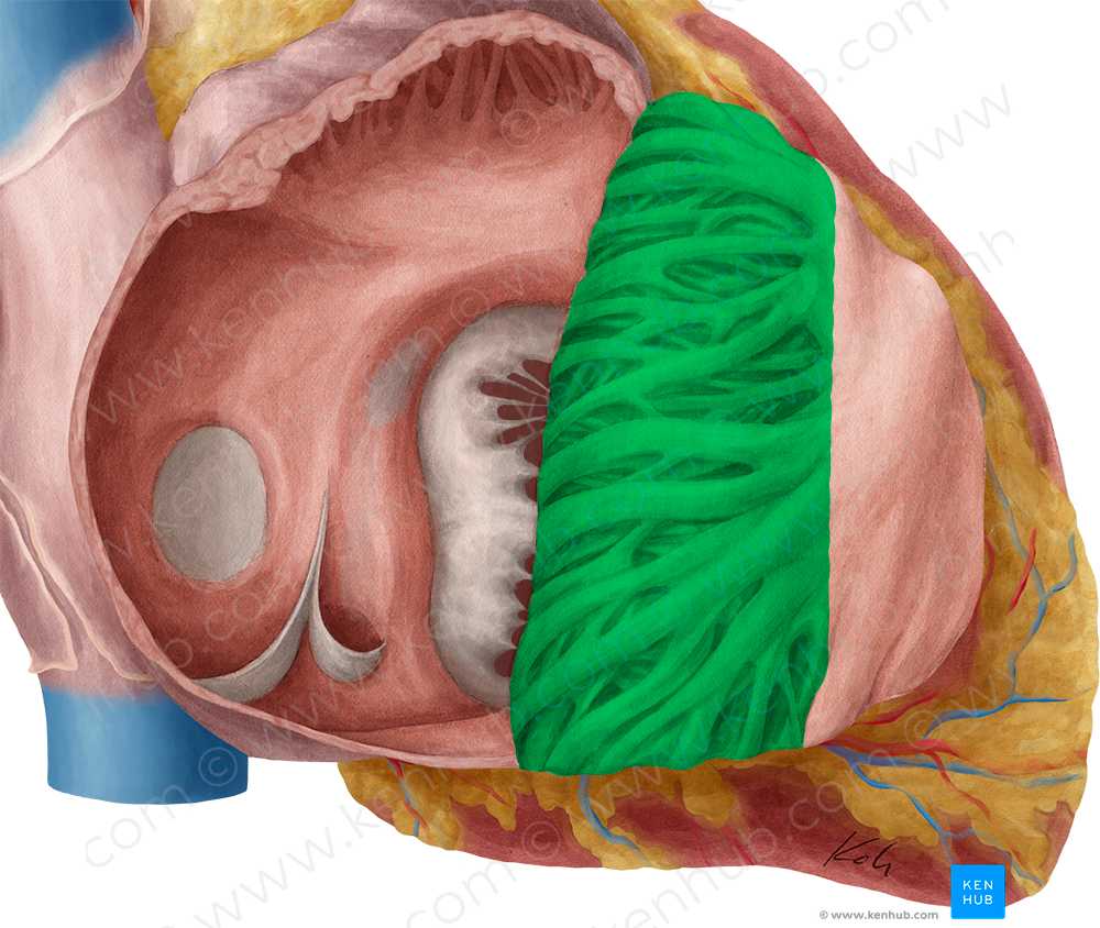 Pectinate muscles (5154) Kenhub Image License Store