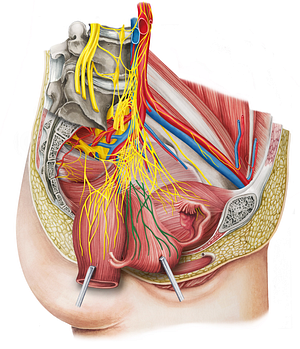 Uterovaginal plexus (#8047)