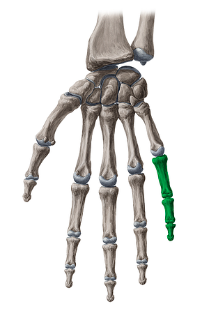 Little finger (#199)