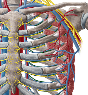 Anterior intercostal artery (#1145)