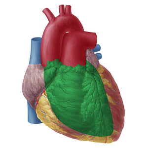 Anterior surface of heart (#19745)