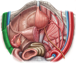 Left external iliac artery (#1413)