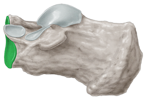 Articular surface for cuboid of calcaneus (#3458)