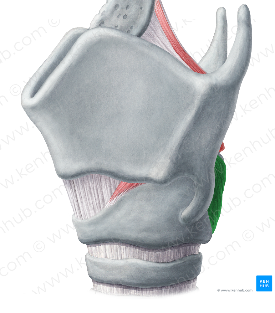 Posterior cricoarytenoid muscle (5281) Kenhub Image License Store