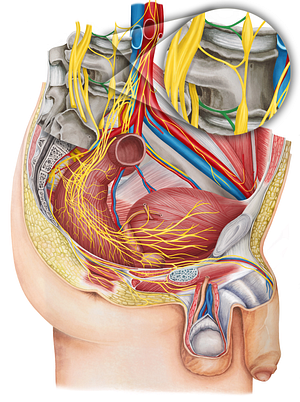 Gray ramus communicans of spinal nerve (#8633)