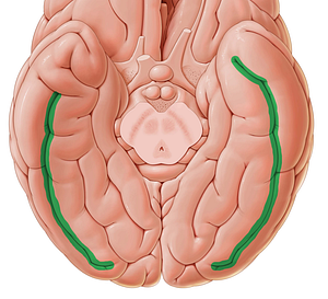 Occipitotemporal sulcus (#9291)