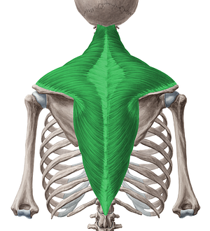 Trapezius muscle (#6147)
