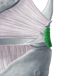 Transverse arytenoid muscle (#5210)