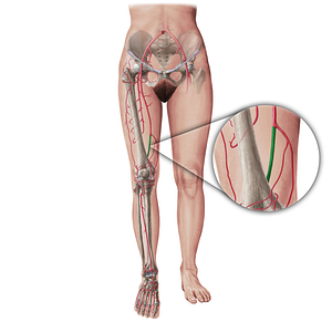 Popliteal artery (#19405)