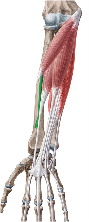 Anterior border of radius (#4917)