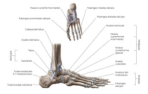 Bones of the foot (Spanish)