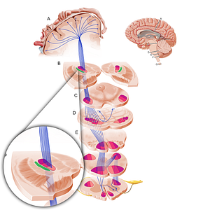 Medial segment of globus pallidus (#19260)